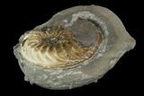 Ammonite (Pleuroceras) Fossil in Rock - Germany #125426-1